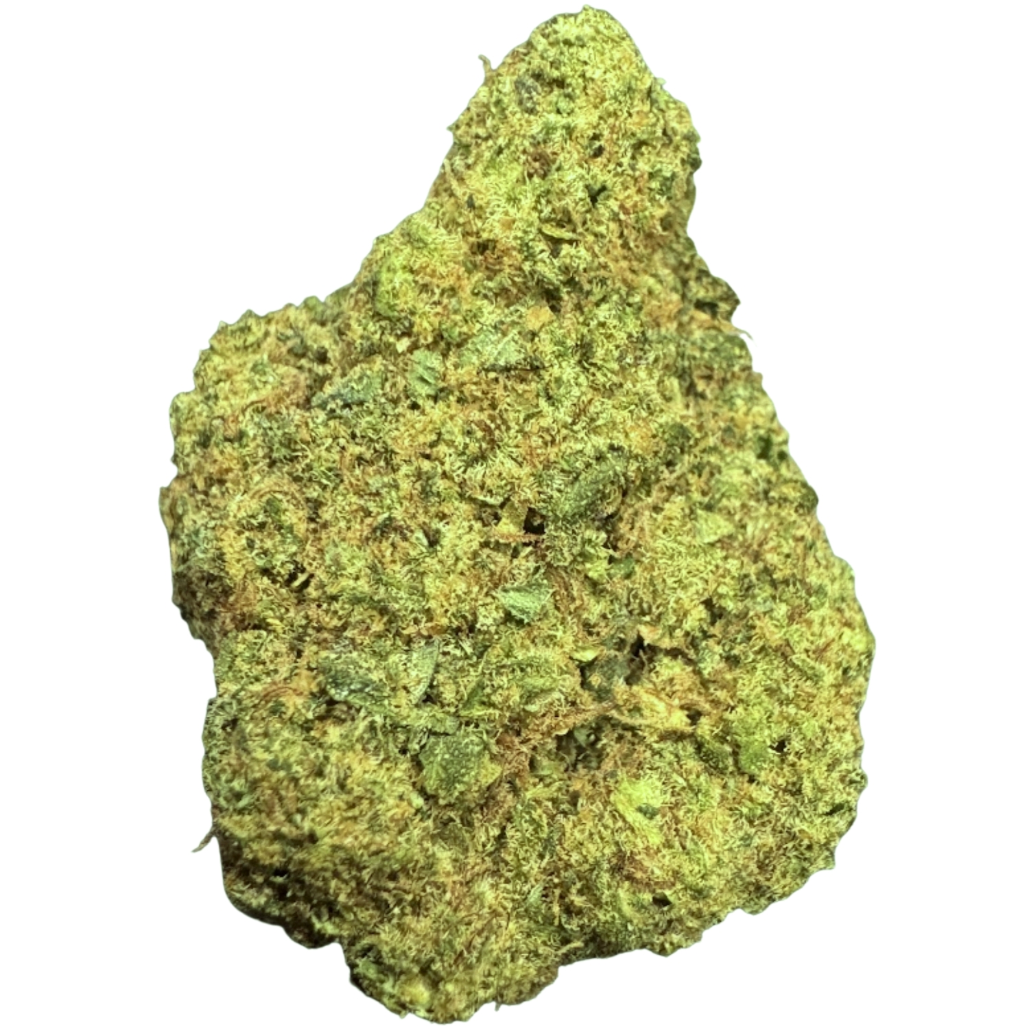 Moby Dick CBD indoor