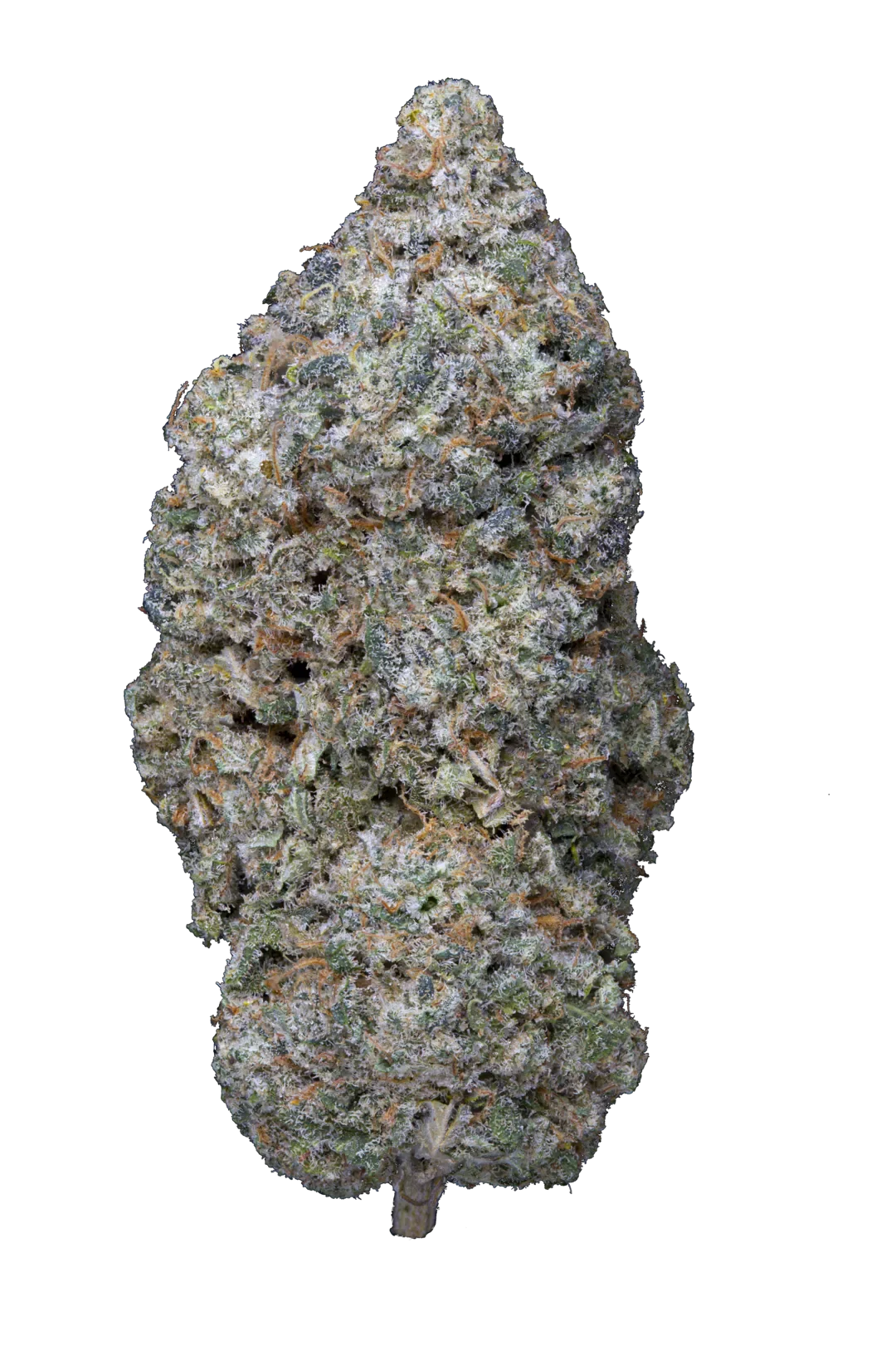Cogollo de flor de CBD de la familia skunk, denso y con mucha resina