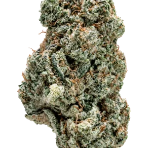 NORTHERN LIGHT