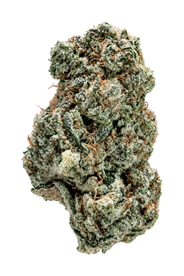 NORTHERN LIGHT