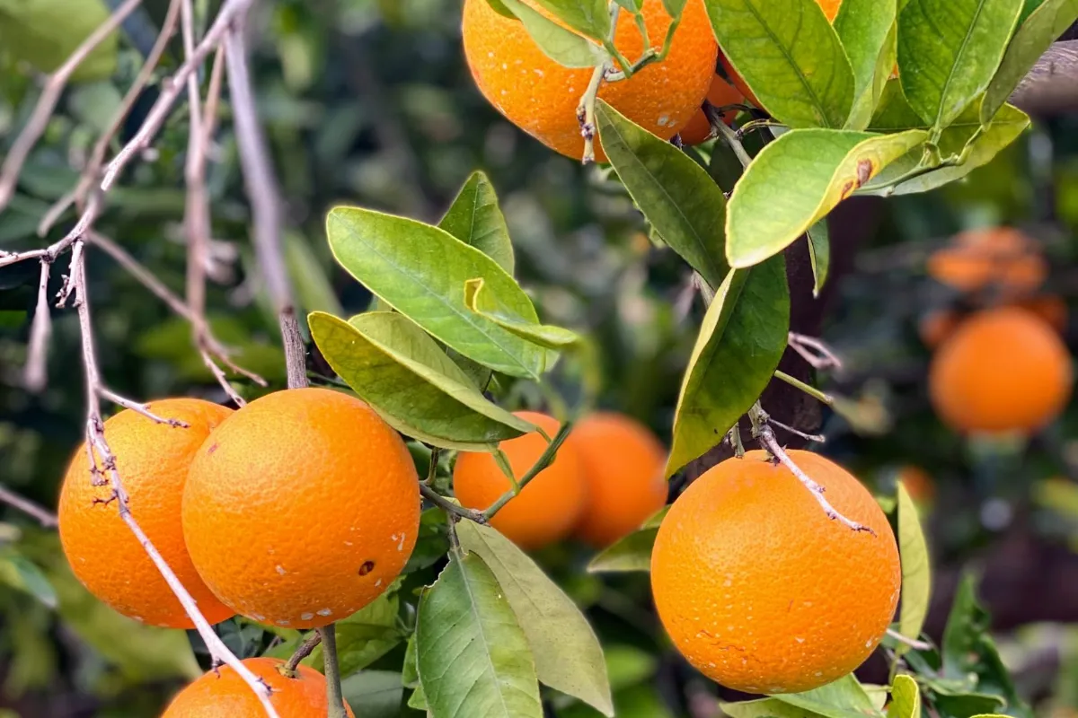 Naranjas maduras en un naranjo de Valencia