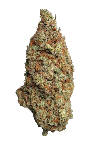Cogollo de Godfather OG CBD, flor de CBD indoor premium - Green Dealer