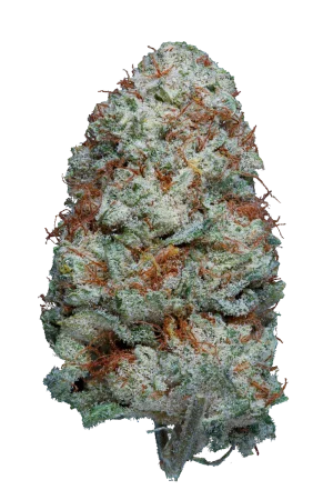 Cogollo de White Russian CBG, flor de CBG premium - Green Dealer
