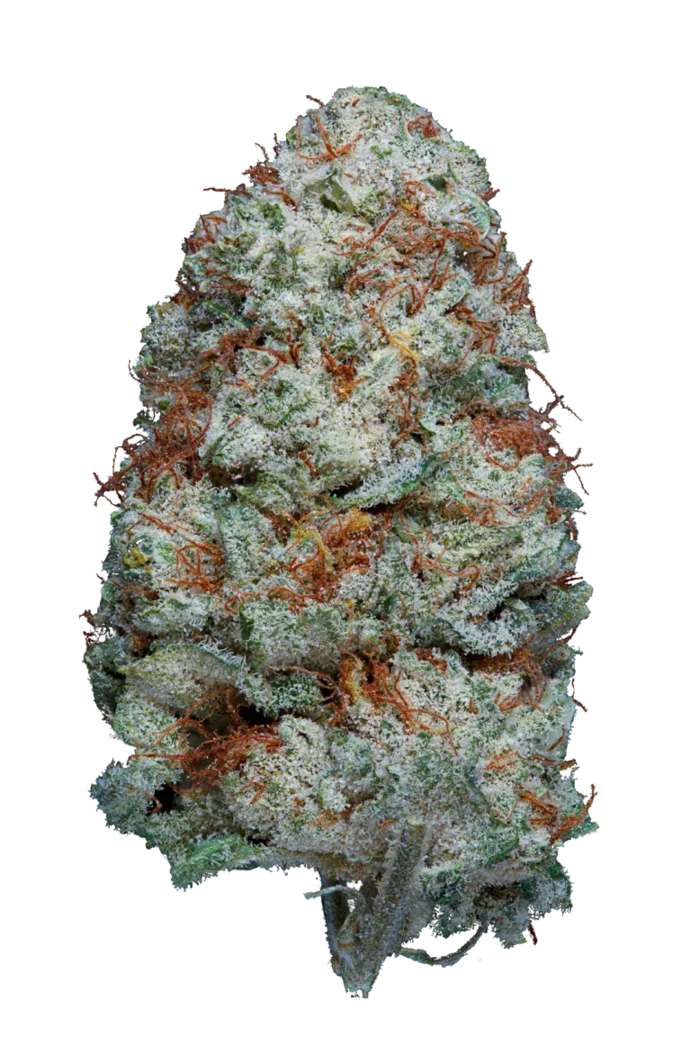 WHITE RUSSIAN CBG